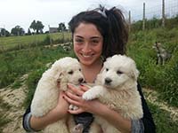abruzzese shepherd dog puppies